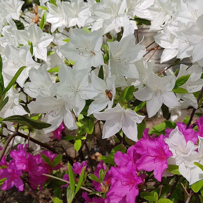 20180421_05.jpg