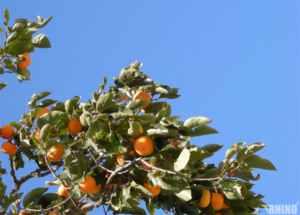 20091019_05.jpg
