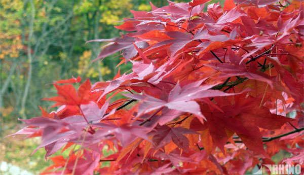 20091019_01.jpg
