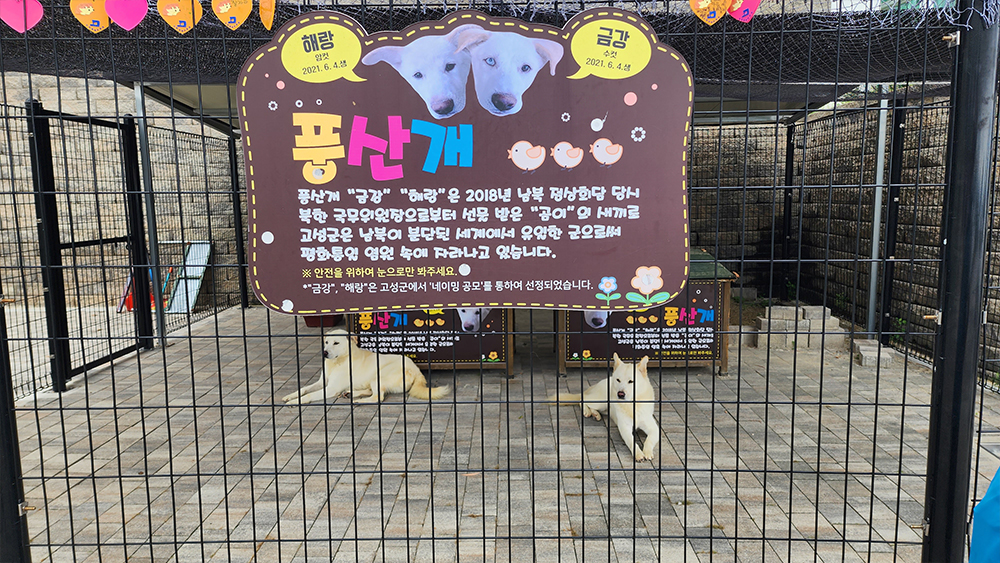 풍산개 해랑 금강